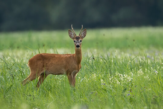 Alert roe deer, capreolus capreolus, buck watching on meadow in summer nature. Roebuck looking to the camera on field with wild flowers. Animal male standing on grassland.