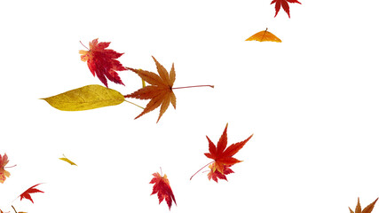 Fototapeta na wymiar Autumn Flying leaves leaf 3D illustration background.