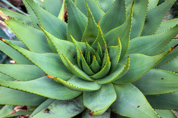 Obraz premium Close up of a Cactus