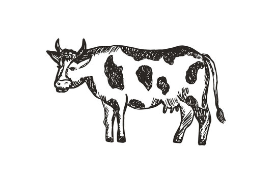 . Hand drawn Cow hand drawn engraved illustration. Vintage sketch vector for poster, web, logo. Isolated on white background.