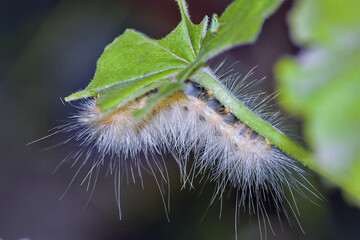 caterpillar on a leaf