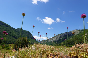 Macro of violet flowers with green valley background and some mountains