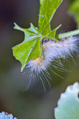 caterpillar on a leaf