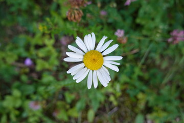 Macro on a white daisy in summer