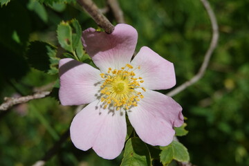 Macro on a pink flower in summer