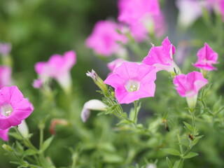 Obraz na płótnie Canvas Wave pink Cascade color, Family name Solanaceae, Scientific name Petunia hybrid Vilm, Large petals single layer Grandiflora Singles flower blooming in garden on blurred nature background