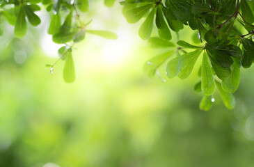 Close up view of green leaf on greenery blurred background and sunlight  in garden using for natural green plant ,ecology and copy space for wallpaper and backdrop.