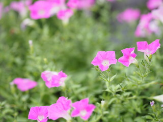 Wave pink Cascade color, Family name Solanaceae, Scientific name Petunia hybrid Vilm, Large petals single layer Grandiflora Singles flower blooming in garden on blurred nature background