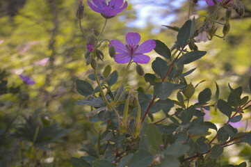 Purple Cranesbill Geranium Flower