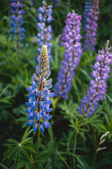 Obraz premium purple flowers in the garden