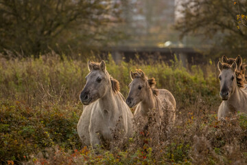 Konik horse walking in the nature during sunset © NatuurOmgevingArnhem