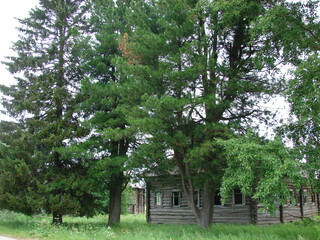 Obraz premium cedars near the old house