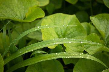 Closeup nature view of green leaves with raindrops in the garden
