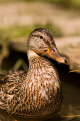 female mallard duck