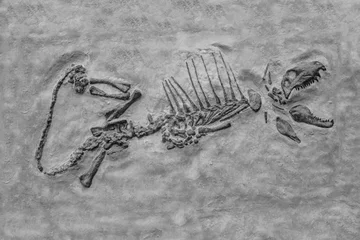 Photo sur Aluminium Dinosaures Dinosaur fossil : petrification skeleton of  dinosaur with open mouth