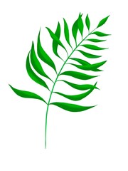 set of green leaves. Tropical illustration.