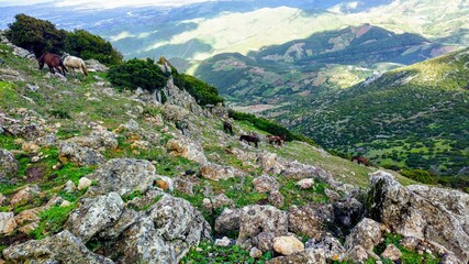 Wild horses  in the mountains