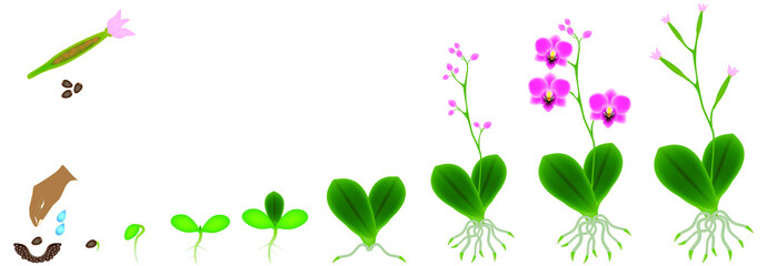 Cycle of growth of a plant of a orchid isolated on a white background. © zxczxc80