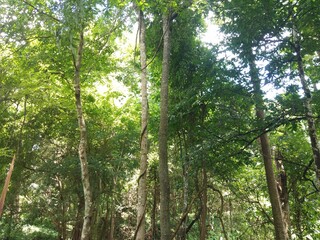 the trees bamboo forest in shan state, myanmar