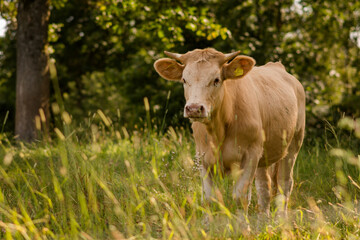 Naklejka na ściany i meble cow on a meadow
