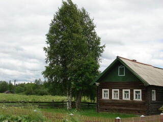 birch trees near a small house