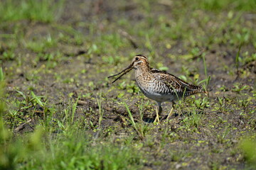 Wilson's Snipe in marsh