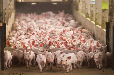 Fototapeta suinocultura porcos novos na granja obraz