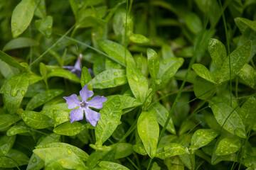 Closeup nature view of green leaves of periwinkle and blue flower with raindrops in the garden