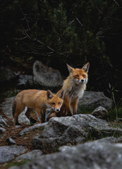 wild foxes