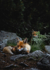 Naklejka na ściany i meble wild foxes