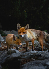 wild foxes