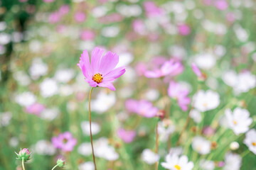 Purple and white cosmos flower in the field