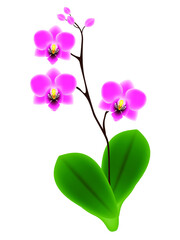 Orchid flower with leaves, isolated on white background.
