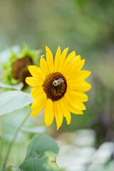 Sunflower with bee