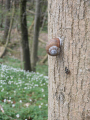 Schnecke im Wald