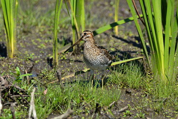 Wilson's Snipe in marsh