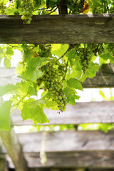 Grapes on Pergola Gazebo