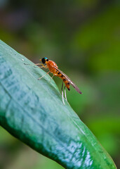 dragonfly on a leaf