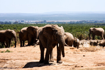 Fototapeta premium South Africa