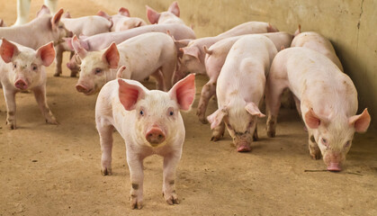 suinocultura porcos novos na granja leitão