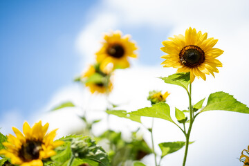 Sunflowers reaching for sky with bee