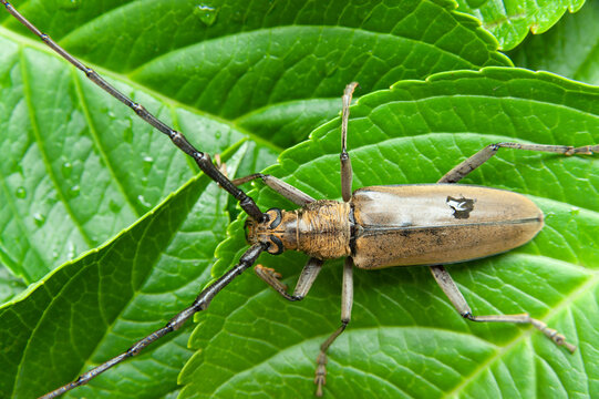 Mountain oak longhorned beetle.(Massicus raddei) in Japan summer. Isolated on green leaves background. Close-up.