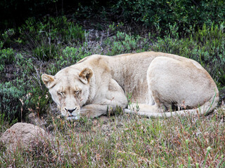South Africa