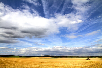 Fototapeta premium wheat field and blue sky