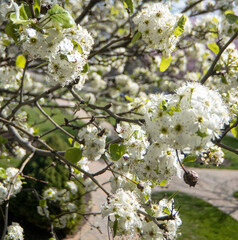 Blossomed Tree