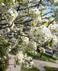 Blossomed Tree