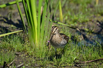 Wilson's Snipe in marsh