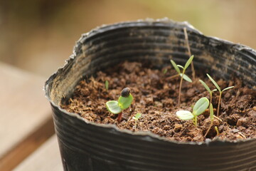 発芽したひまわり