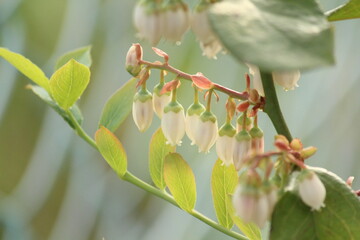 ブルーベリーの花