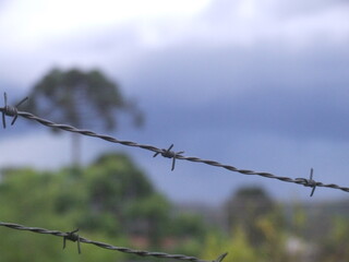 Araucaria angustifolia in stormy weather.